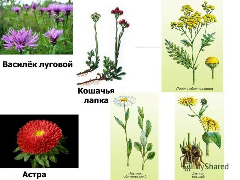 злаки 2 сложноцветные