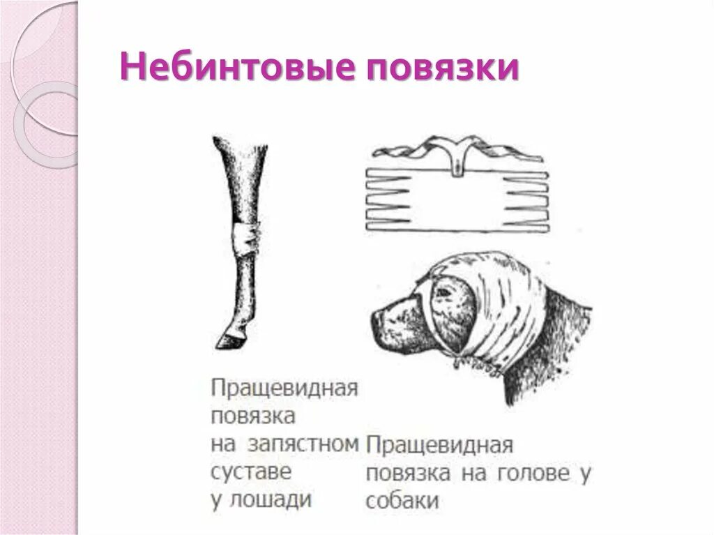 Техника наложения повязок животным. Десмургия пращевидная повязка. Циркулярная повязка КРС. Наложение повязок у животных. Наложение повязок собаке.
