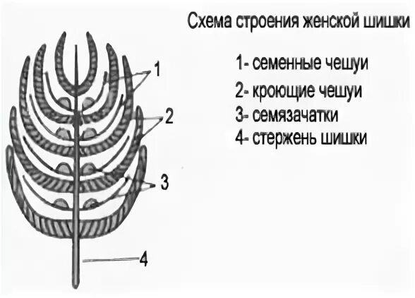 Мужская шишка голосеменных растений. Продольный срез мужской шишки сосны. Женские шишки голосеменных растений. Строение шишки сосны. Мужская и женская шишка голосеменных растений.