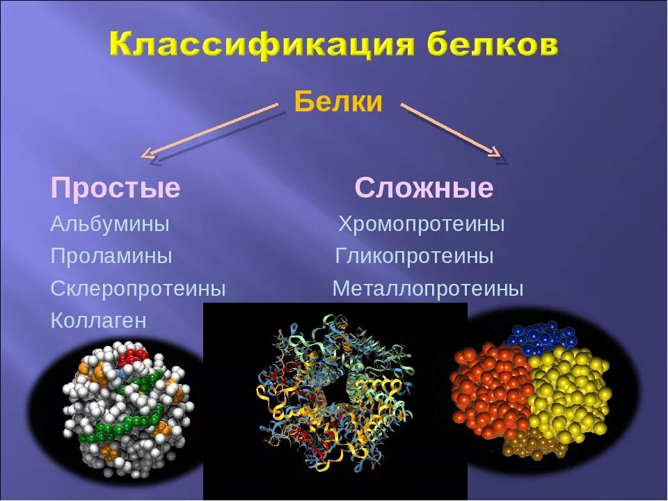 Выполняет функцию мономеры белков. Простые и сложные белки. Простых и сложных белков. Примеры простых и сложных белков. Простые и сложные белки примеры.