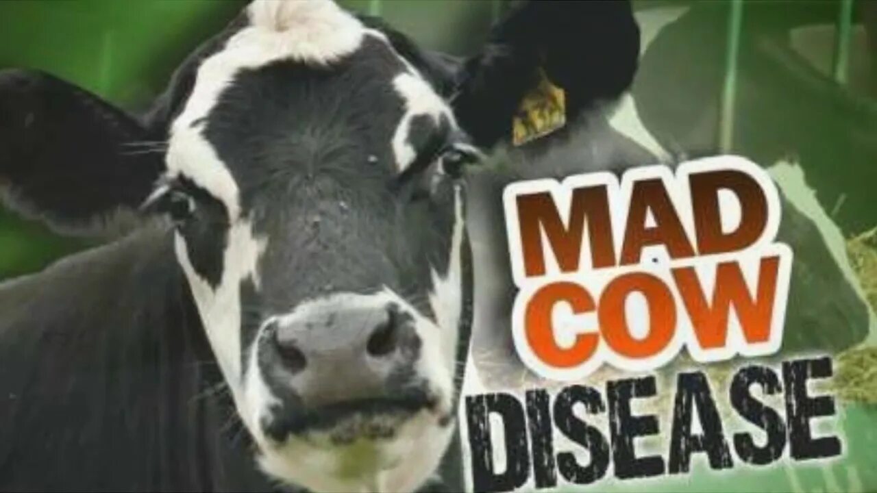 Mad cow. Mad cow disease перевод. Нодулярный дерматит крс. Cow disease. Злобная корова.