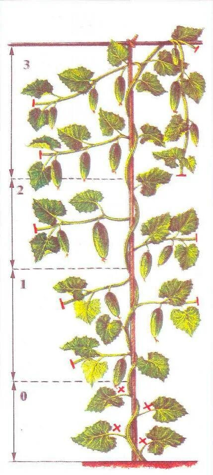 Как прищипывать огурцы в теплице. Формировка огурцов. Как сформировать огурцы в теплице пошаговое. Обрезка огурца схема. Схема обрезки огурца.