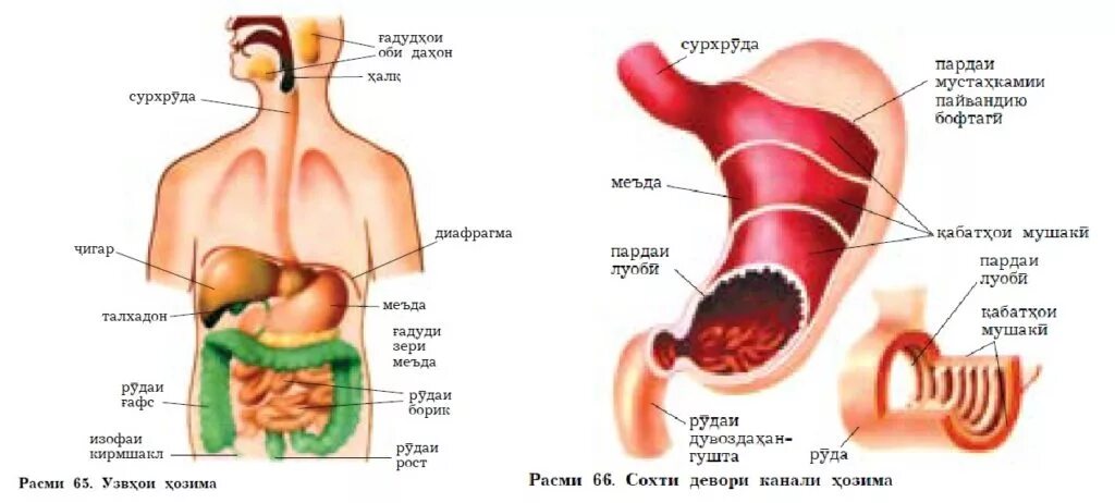 Узвхои нафаскаши. Талха бо забони точики. Сифат чист бо забони точики. Талха бо забони точики. Азбука таджикского языка.
