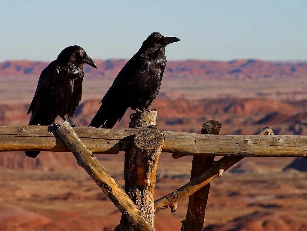 Ворона хищная птица. Corvus Corax птица. Ворона. Ворон. Ворон сидит.