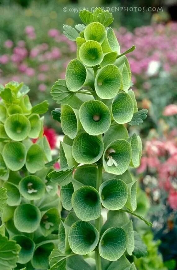 Молюцелла изумруд. Молюцелла гладкая - moluccella laevis. Колокольчик зеленый цветок. Молюцелла грин. Молюцелла гладкая - moluccella laevis.