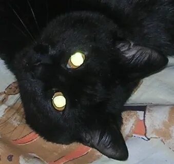 В глазах кота горит квазар
