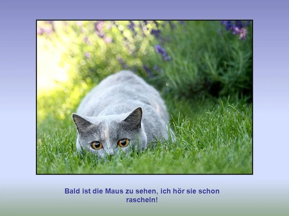 кошка в засаде. кошка в засаде. кот в кустах. кошка в засаде. кот в засаде.