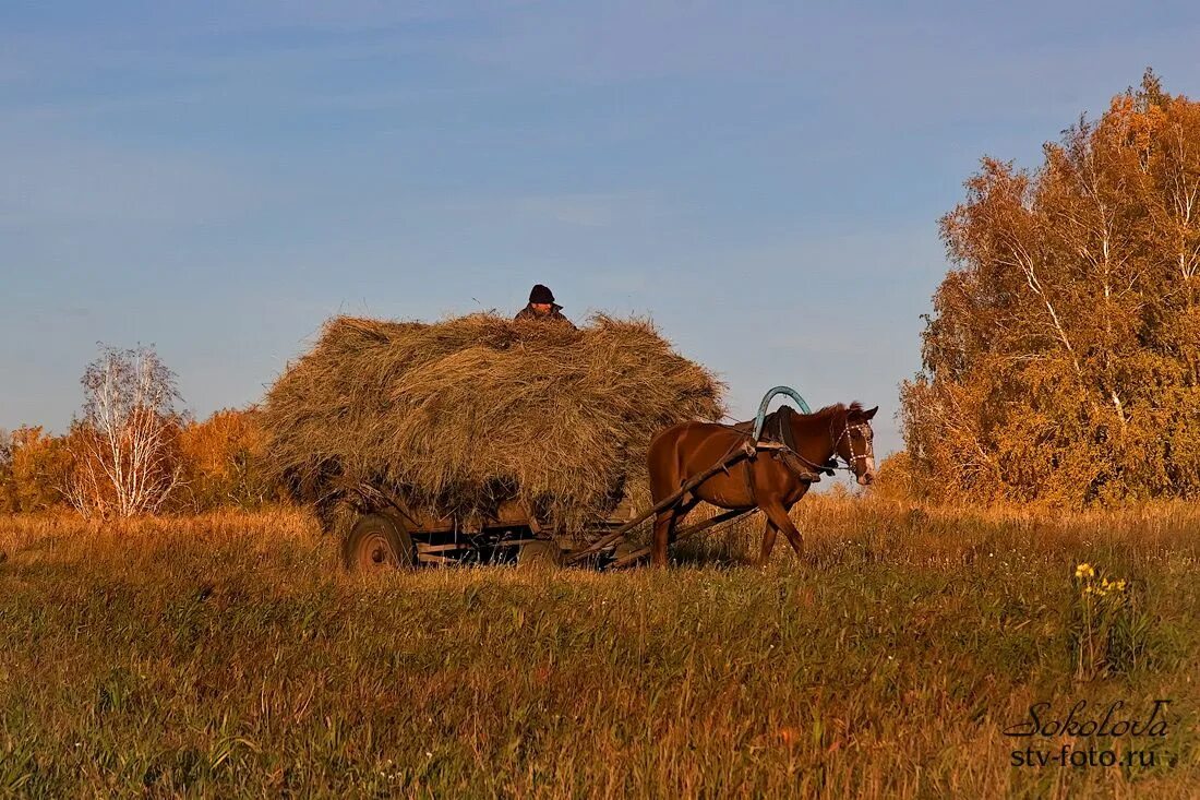 Сено в телеге. Телега с сеном. Телега с сеном и лошадью. Телега с сеном в деревне. Ветер телега