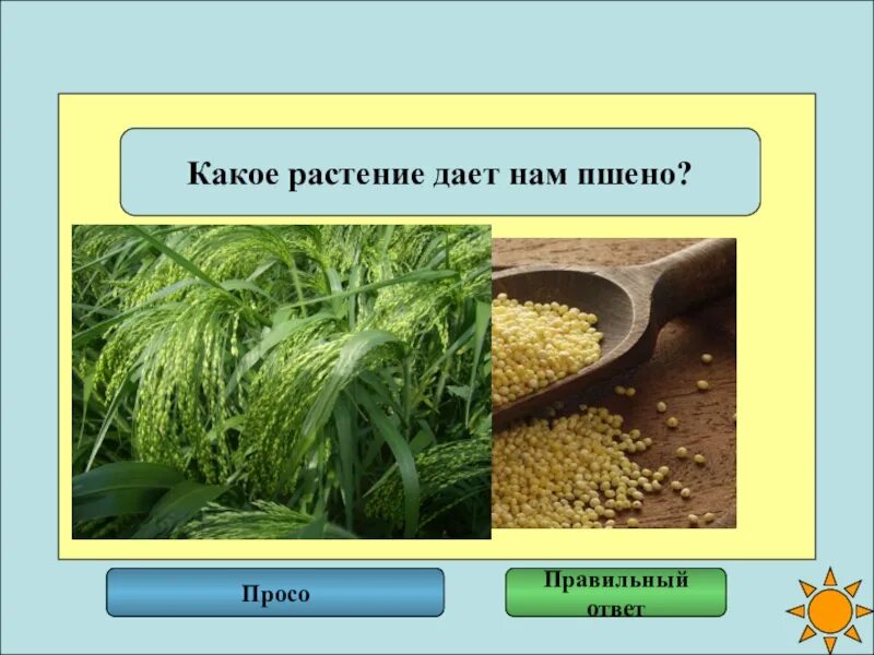 Пшено просо растение. Пшено просо разница. Какое растение дает пшено. Группа растений пшено. Пшенная и пшеничная в чем разница