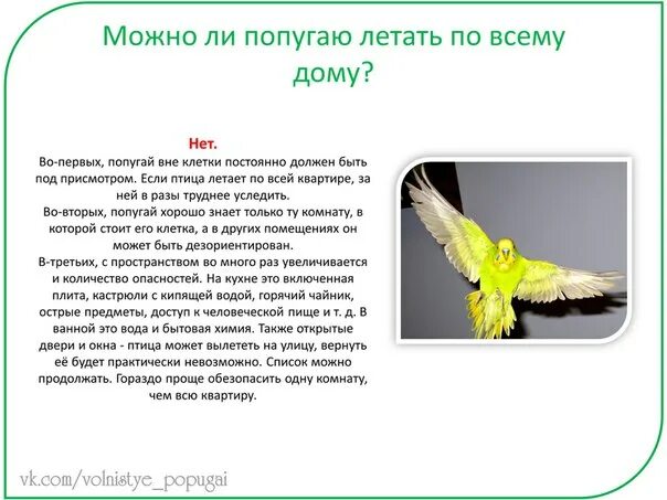 Почему попугай перестал. Волнистый попугай летает. Волнистый попугай не летает. Как научить попугая летать по комнате. Как научить попугая летать.