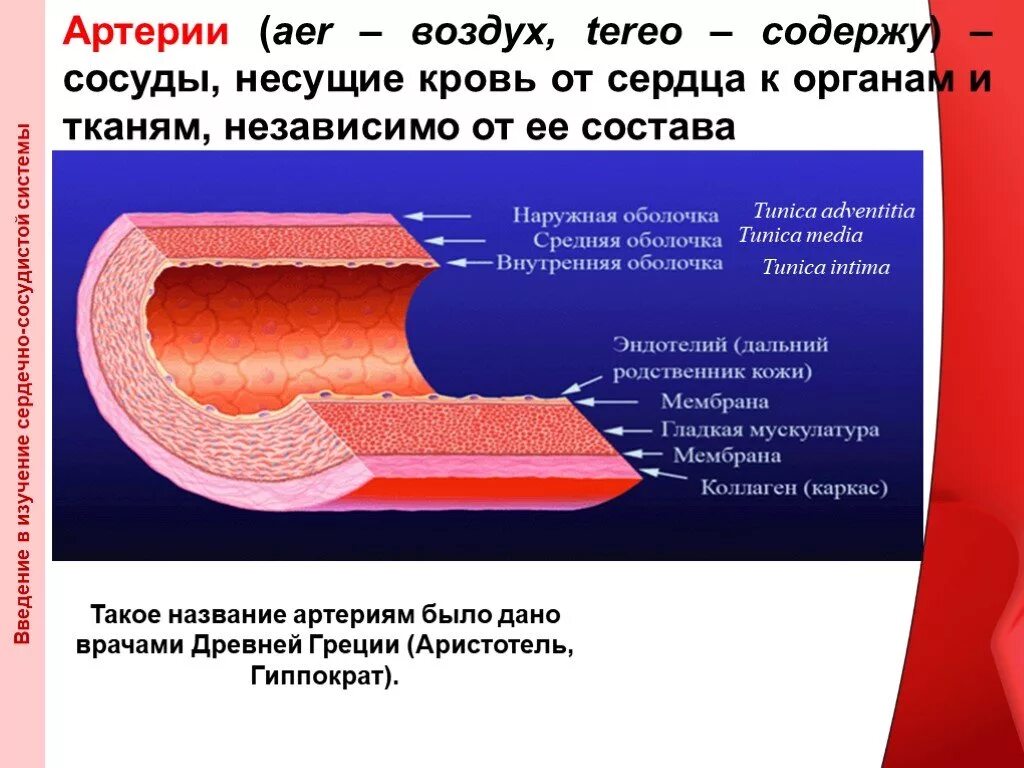 Какая ткань содержит сосуды. Артерии это сосуды несущие кровь от сердца. сосуды приносящие кровь к сердцу. приносящие сосуды сердца. сосуды несущие кровь от сердца к органам.