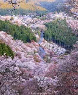 Japanese raws
