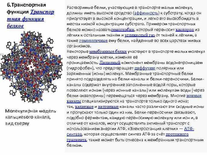 Характеристика транспортной функции. Функции белков-каналов. Транспортная функция белка в организме. Гемоцианин формула. Транспортную функцию в организме выполняют молекулы.