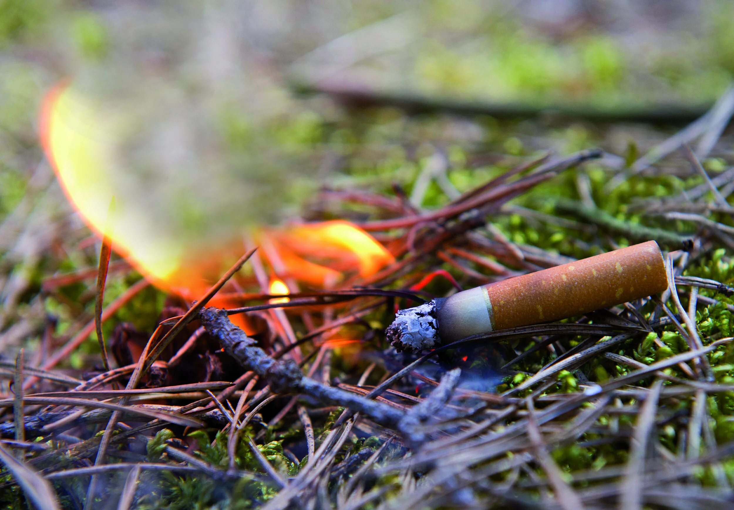 Горючие листья. Непотушенная сигарета в лесу. Окурок в лесу. Пожар в лесу. Сигарета в лесу.