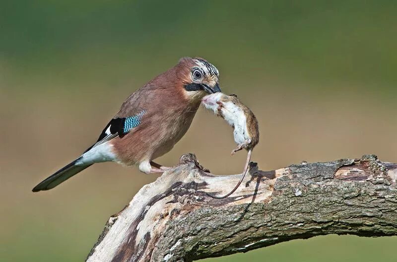 Какие птицы пищат. Отряд Воробьинообразные Сойка. Сойка птица ест желуди. Сойка кормится. Сойка питание.