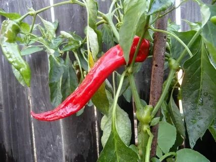 Few peppers