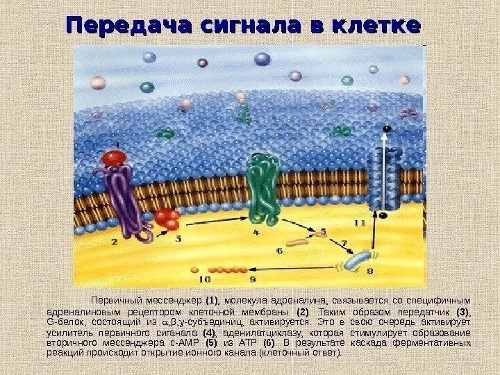 Сигнальные молекулы