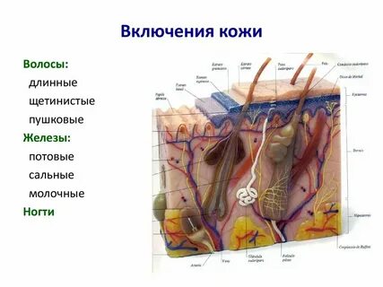 Половая система кожи