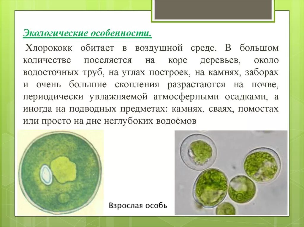 Среда обитания хлореллы. Зеленые водоросли хлорококк. Одноклеточные водоросли хлорококк. Хлорелла и хлорококк. Хлорококк Тип питания.