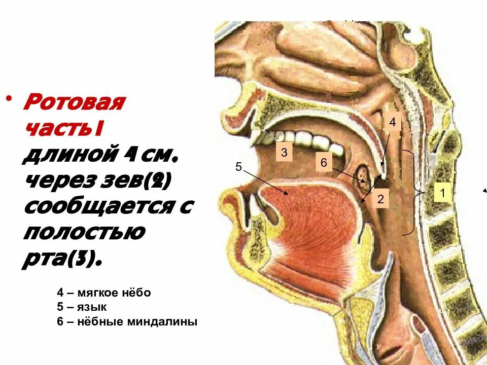 Глотка переходит. Строение и функции глотки. Ротовая полость и пищевод. Функции полости рта и глотки. Строение ротовой полости и пищевода.