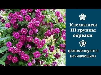 Как обрезать клематисы 3 группы