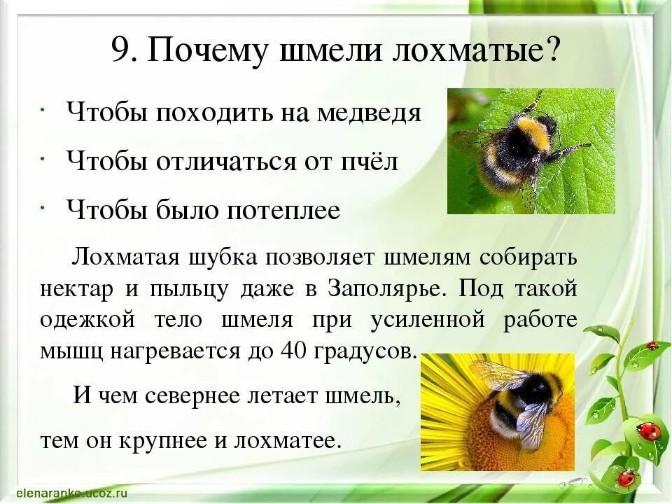 Информация о шмелях 2 класс. Рассказ о Шмеле. Интересные сведения о шмелях. Доклад о Шмеле. Шмель описание.