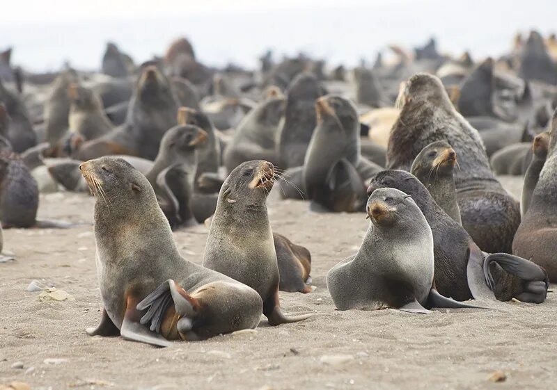 Сахалинске животные. Лежбище нерп остров шикотан. Кунашир серебристый медведь. Остров кунашир медведи. Бурый медведь кунашир.