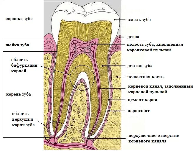 Корневые каналы зубов схема. 35 Зуб анатомия корневого канала. Корневой канал зуба схема. Строение корневого канала зуба. Каналы верхней 6