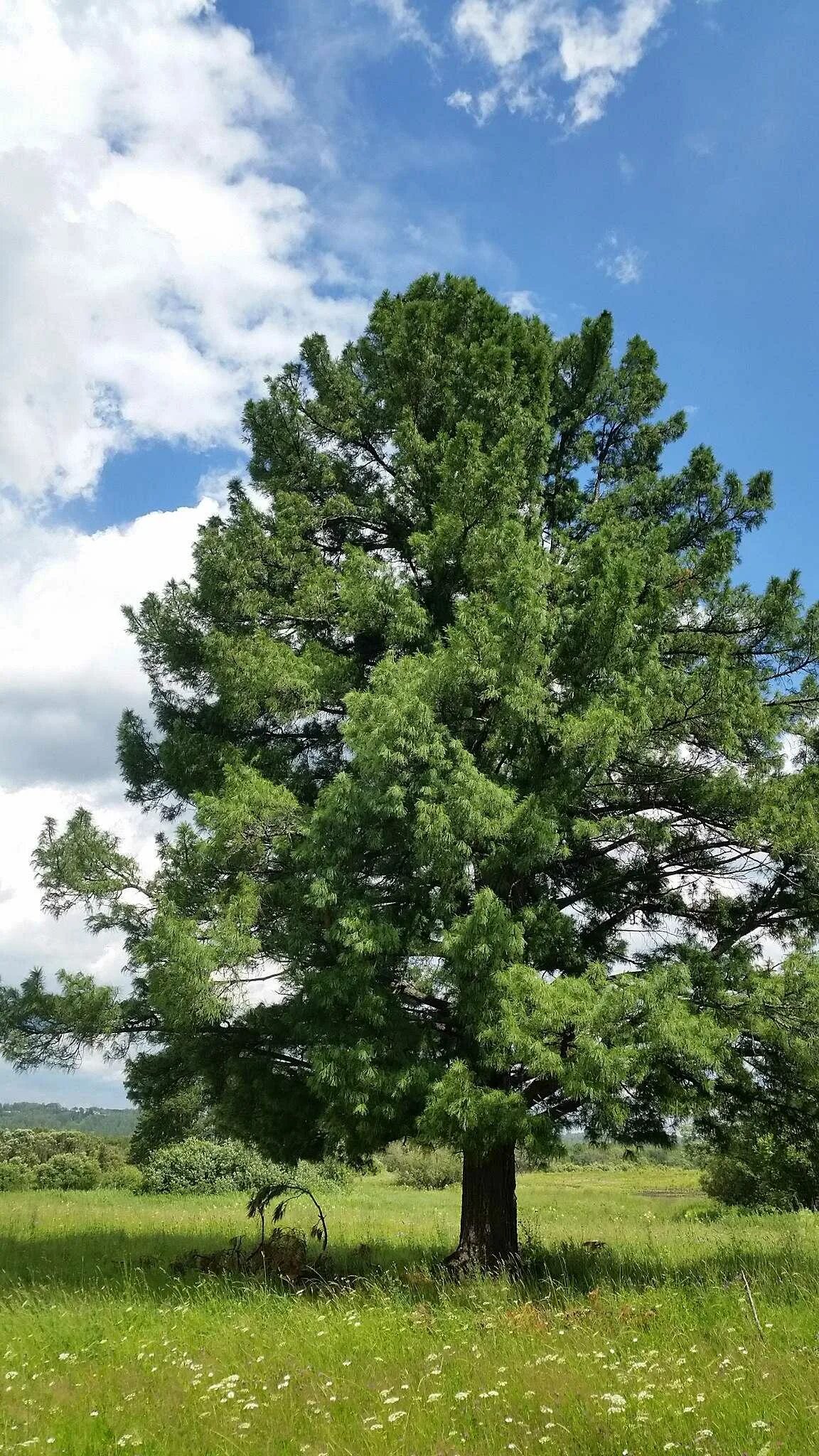 Кедр какое дерево. Сосной сибирской (pinus sibirica). сосна кедровая сибирская сибирский кедр. сосна́ сиби́рская кедро́вая (pínus sibírica). сосна кедровая pinus sibirica.