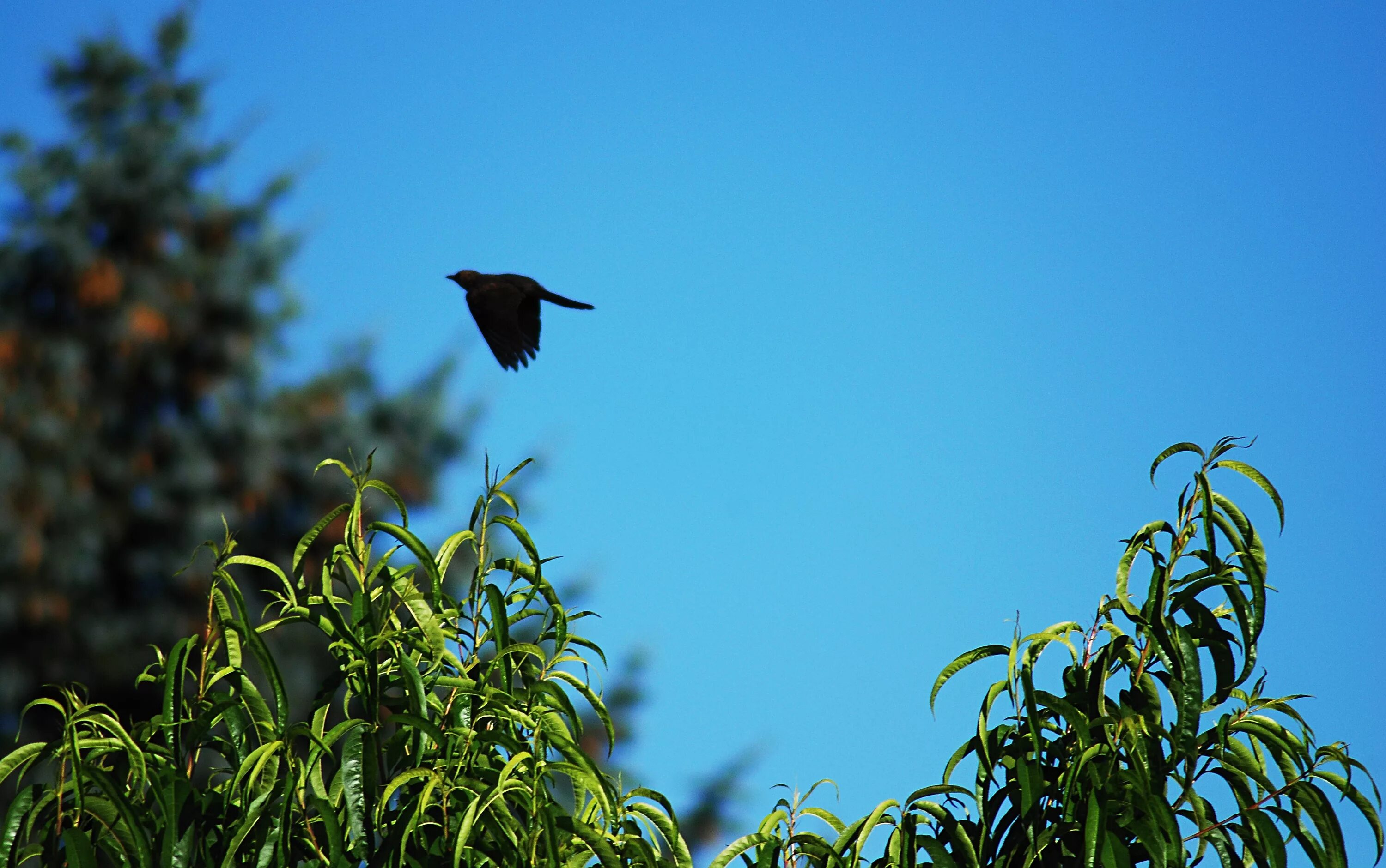 Птицы взлетают в лесу. Небо птицы ветки. Голубое небо птички трава. Меж деревьев летают птицы.