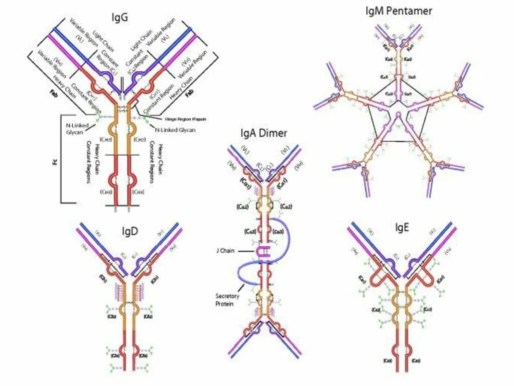Иммуноглобулин класса g строение. Иммуноглобулин g3. Схема молекулы иммуноглобулина g микробиология. IGM строение иммуноглобулина. 11 иммуноглобулины
