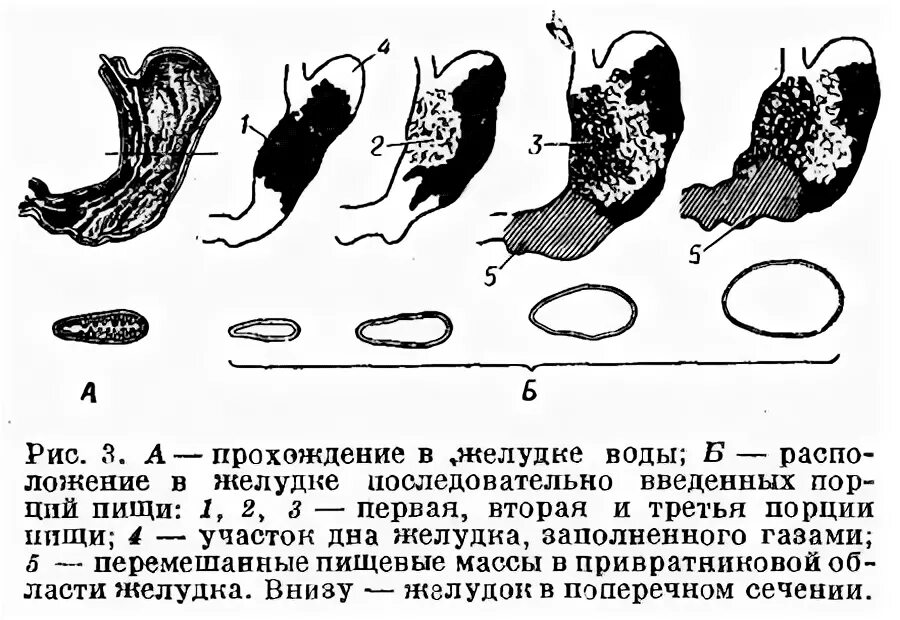 Вода из желудка уходит