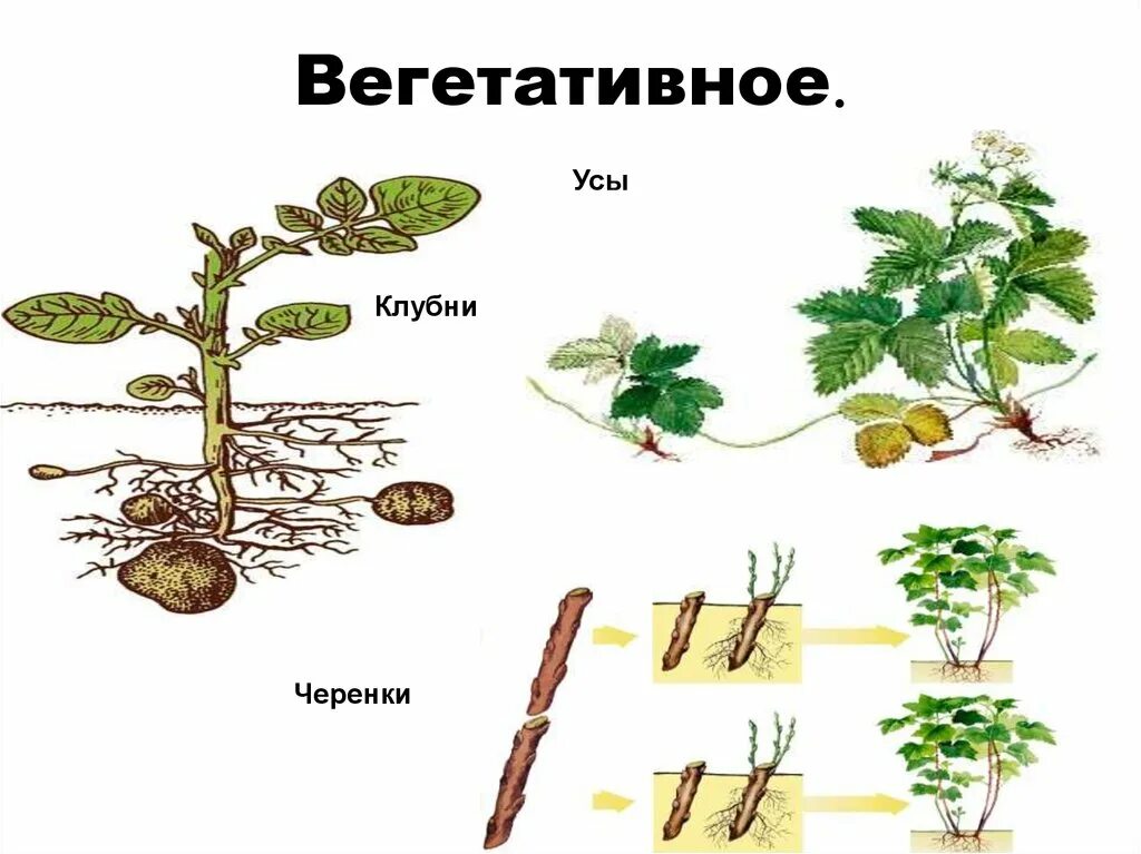 Бесполое размножение вегетативное черенками. Бесполое размножение схема 10 класс биология. Вегетьативноеразмножение. Бесполое размножение вегетативное примеры. Бесполое размножение 6 класс биология вегетативное размножение.