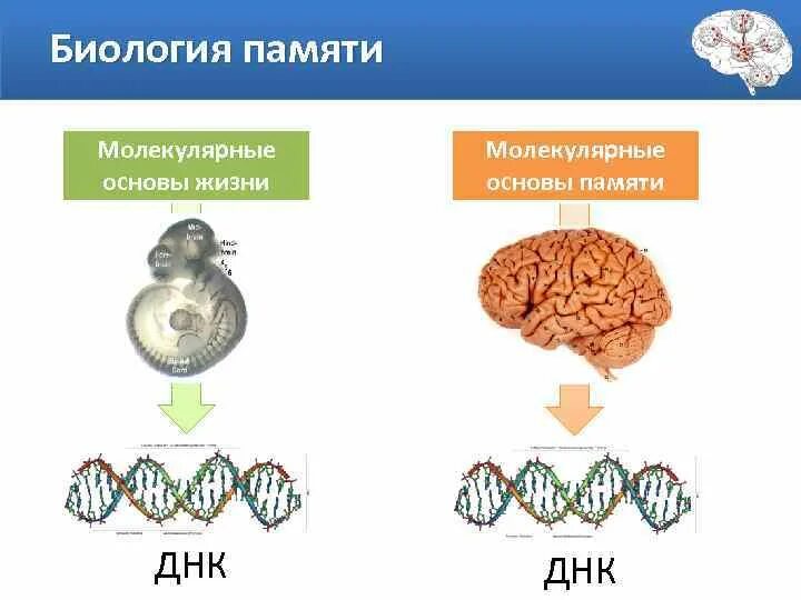 Молекулярные основы памяти. Память биология. Молекулярные основы жизни. Молекулярные основы и механизмы памяти. Память биология 8