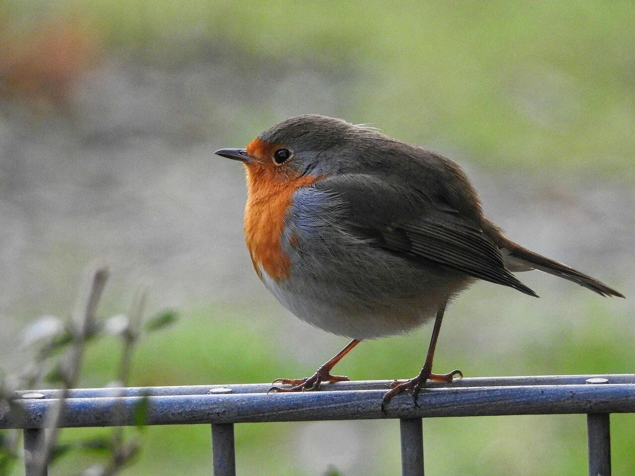 Птицы татарстана. Певчие птички удмуртии. Дрозд рябинник в татарстане. Птицы мордовии. Название животных и птиц.