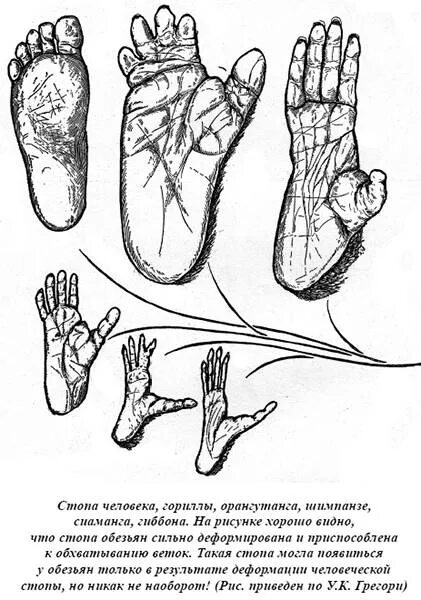 Стопа приматов. Стопа обезьяны и человека. строение стопы обезьяны.