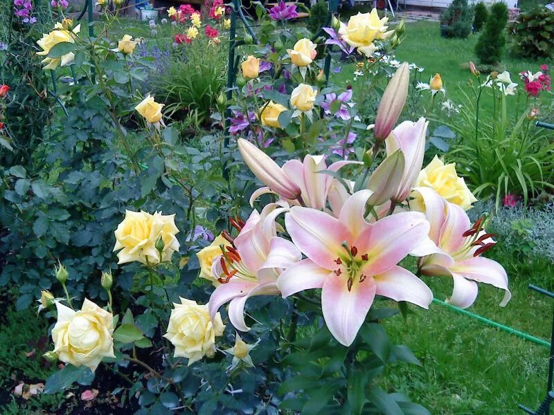 Лилия клематис. Лилия лорето в ландшафте. В цветнике только лилии и розы. Клумбы флоксы пиона лилейники. Лилии в ландшафте.