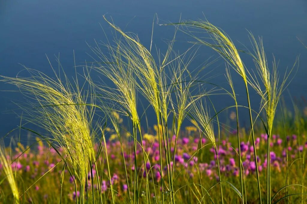 Соответствующее название ковыля. Ковыль (Stipa). Ковыль Байкальский. Ковыль перистый цветение. Ковыль Луговой.