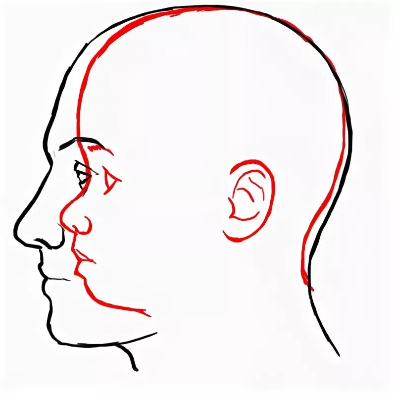 Понравившихся профиля. Лицо сбоку. Голова человека сбоку. Гологолова человека с боку. Рисование головы сбоку.