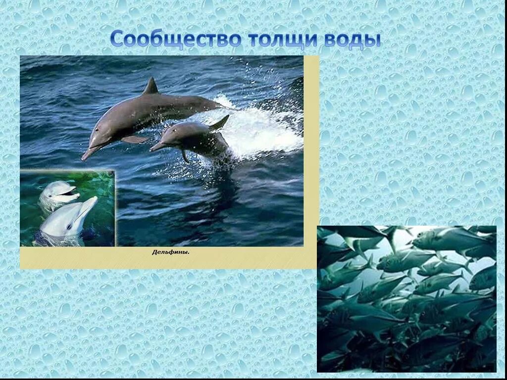 Сообщество толщи воды