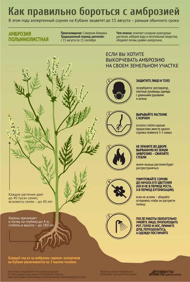 Амброзия растение сорные растения. Сорняк амброзия полыннолистная. Растение аллерген амброзия. Амброзия полыннолистная опасный карантинный сорняк. Пыльца корень