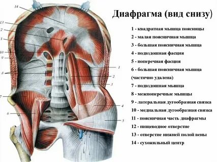Губы вид снизу