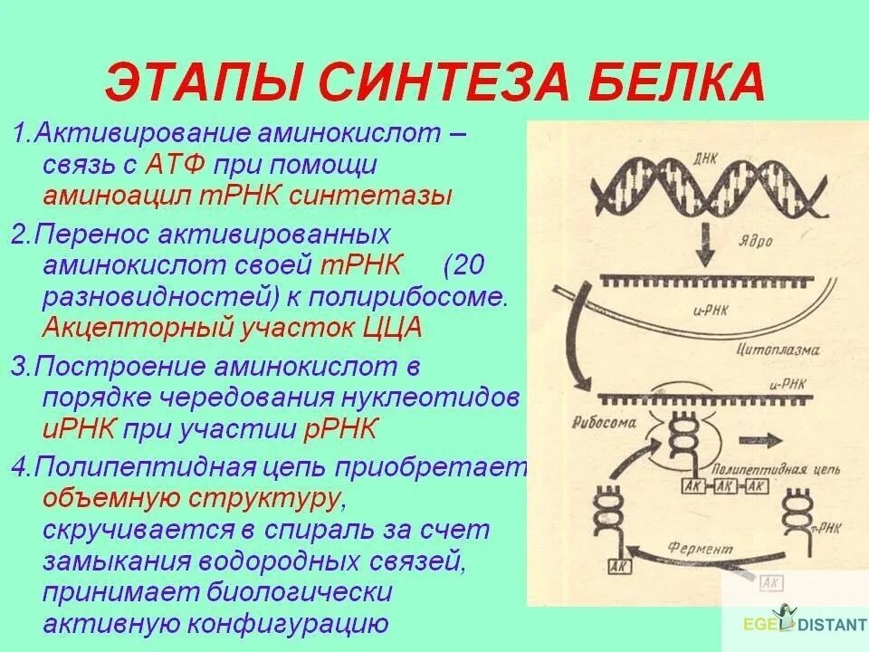 Днк участвует в биосинтезе рнк. Основные этапы синтеза белка биохимия. Механизм биосинтеза белка и этапы. Этапы синтеза белка схема. Этапы трансляции биосинтеза белка схема.