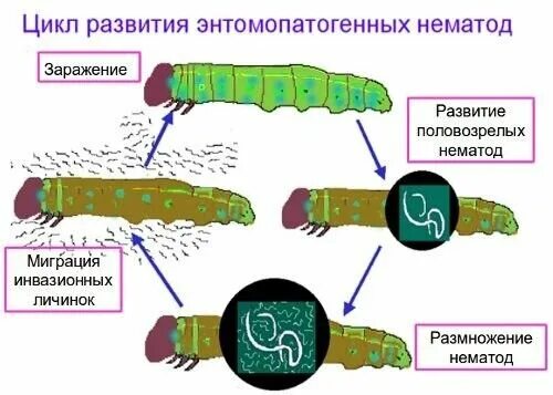 Защита овощных культур от болезней на приусадебных и дачных участках Иванюк В. А