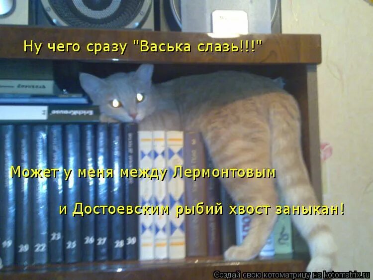 Слазь или слезай. Говорил тебе не читай Достоевского. Слазь или слезай как правильно. Достоевский кошка.