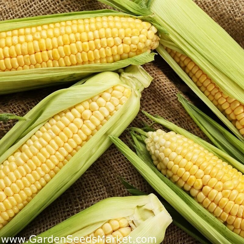 Кукуруза - Zea Mays. Кукуруза обыкновенная - Zea Mays l.. Кукуруза бонус f1. (Zea Mays var. Saccharata). Сладость кукурузу