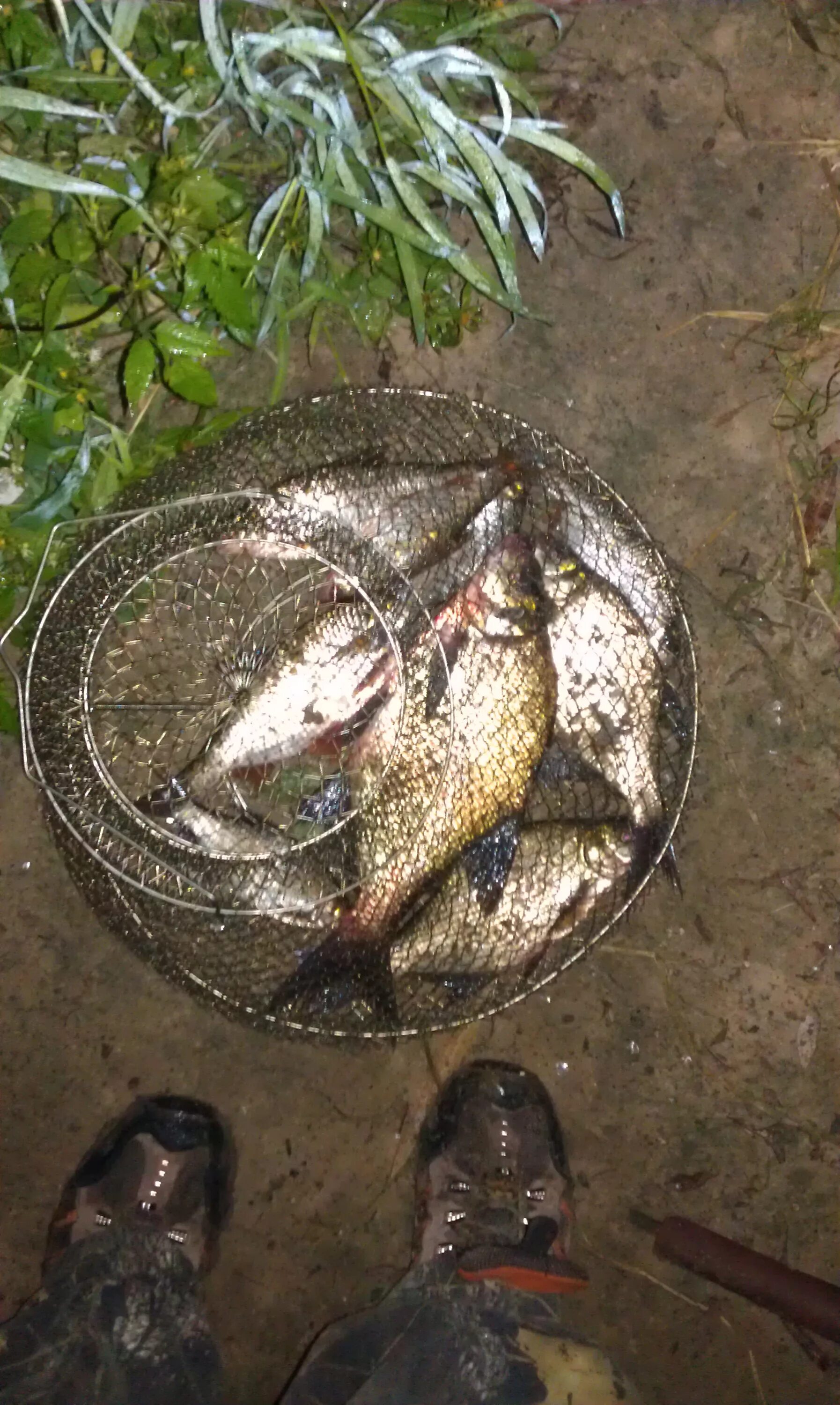 Ночная ловля карася. Плотва ночью. Плотва ночью. Ночная рыбалка рыба. Рыбалка ночью на плотву.