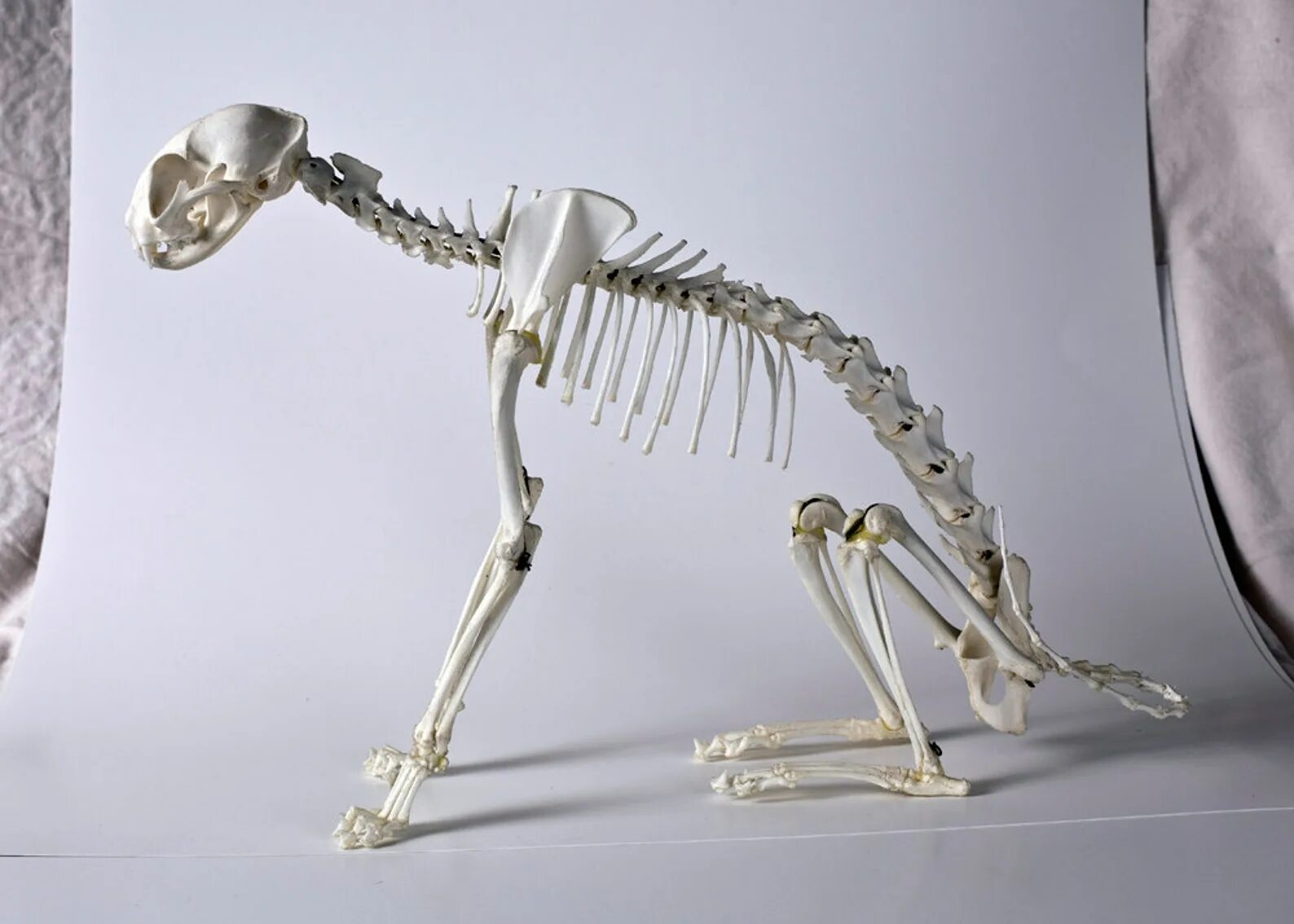 Bone bone cat