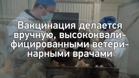 Вакцинация цыплят
