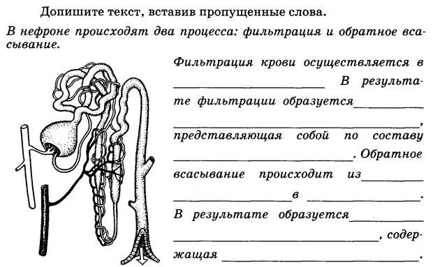 Тест мочевыделительная система 8 класс с ответами